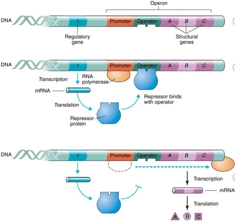 Operons and Control of Protein Synthesis Mutations Permanent change in the DNA of an organism;