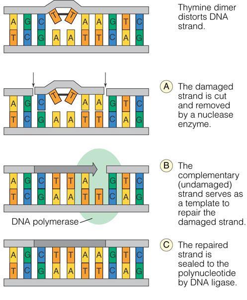 DNA Repair: An Example Genetic Transfer