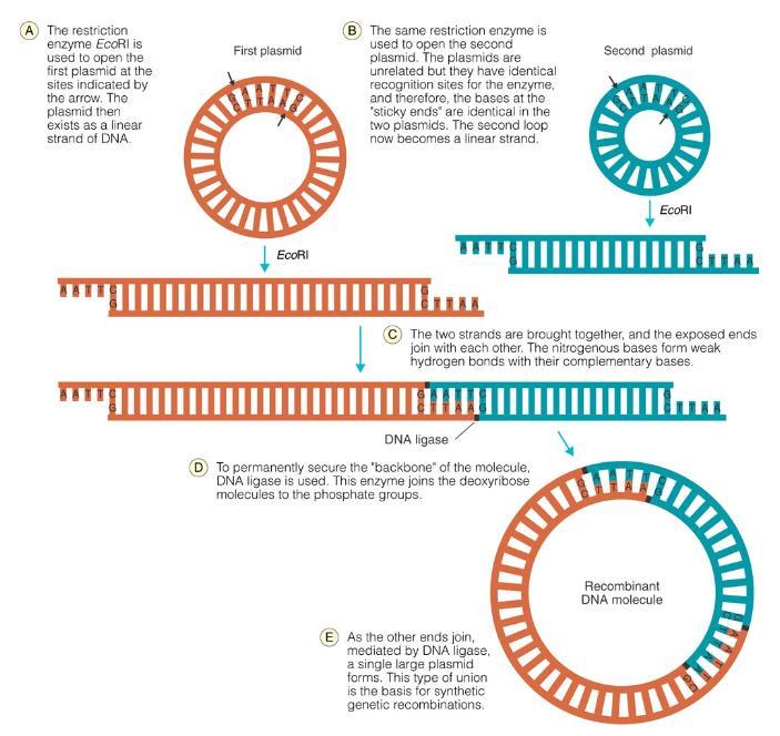 Restriction Enzymes and Recombinant DNA Restriction enzymes can cut DNA at particular locations DNA