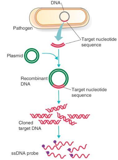 DNA Probes :