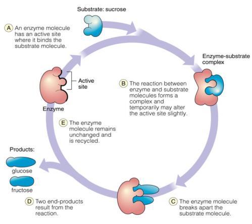 Role of Enzymes in Metabolism -- catalyze reactions (speed them up) -- decrease activation energy required to start a