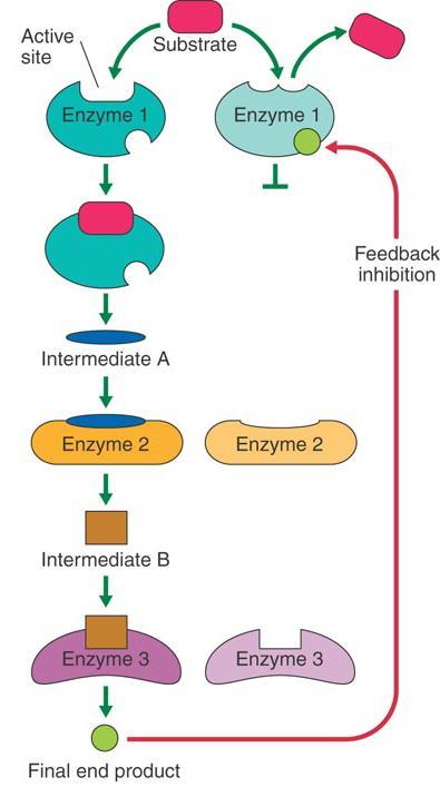 Enzymes often act in Metabolic Pathways The product of one enzymatic reaction becomes the