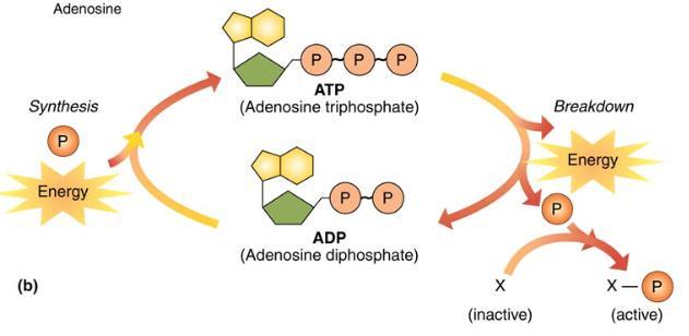 ATP/ADP Cycle Metabolic Pathways