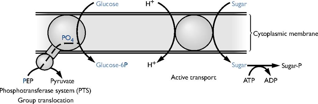 Two types of glucose transport