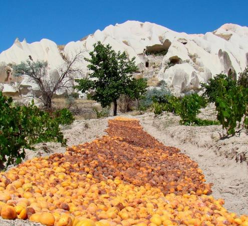Individual or farmer groups Middlemen Processors Foreign buyers The supply chain of the organic apricot business involves mostly four different Sun drying of apricots after harvest.