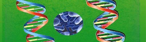 It acts as a defensive tool for microorganisms during various stress conditions. The proposed work was carried out to study the biofilm forming ability of microorganisms specifically Streptococcus sp.