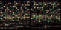 The history of gene expression analysis Microarrays (2-colour array pictured) An image of a two-colour microarray Zvelebil and Baum The probes represent genomic DNA sequences Pros: inexepensive,