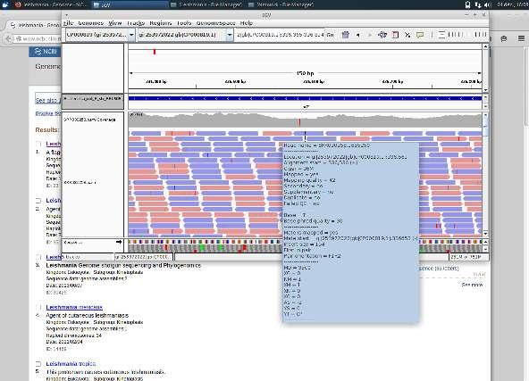 Integrated Genome Viewer Basic usage: Mapping information