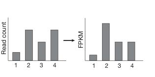 FPKM (RPKM) Assembly Fragments Per Kilobase of exon model per Million mapped fragments FPKM 9 10 C NL C= the number of reads mapped onto the gene's exons N= total number of mapped reads L= the sum of
