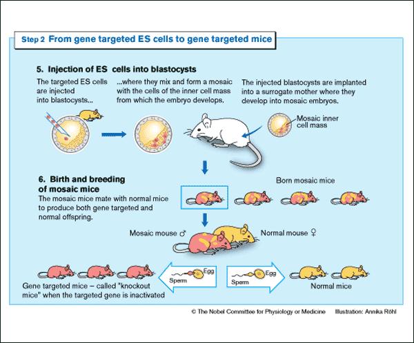 From Targeted ES cells to producing a mouse The progeny will be a chimera consisting