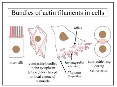 Organization of actin filaments within cells Organisation Participation cell shape cell adhesion