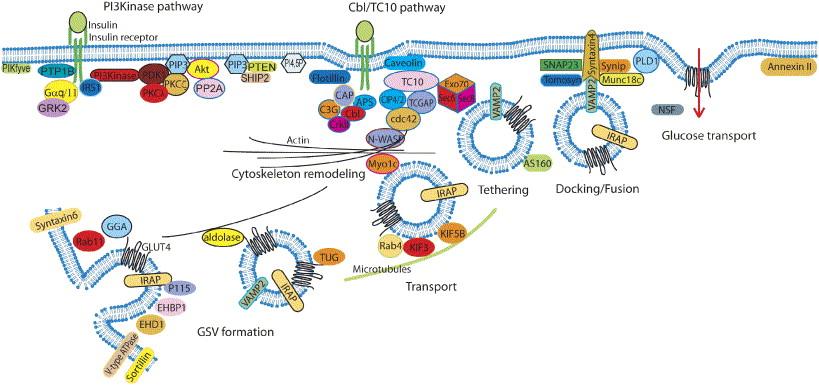 The obligatory step in insulin-stimulated glucose uptake is translocation of the glucose transporter (GLUT4) to the plasma membrane