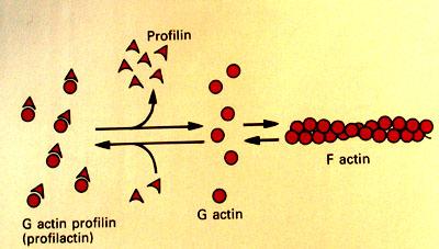 Can Tm5NM1 increase in actin