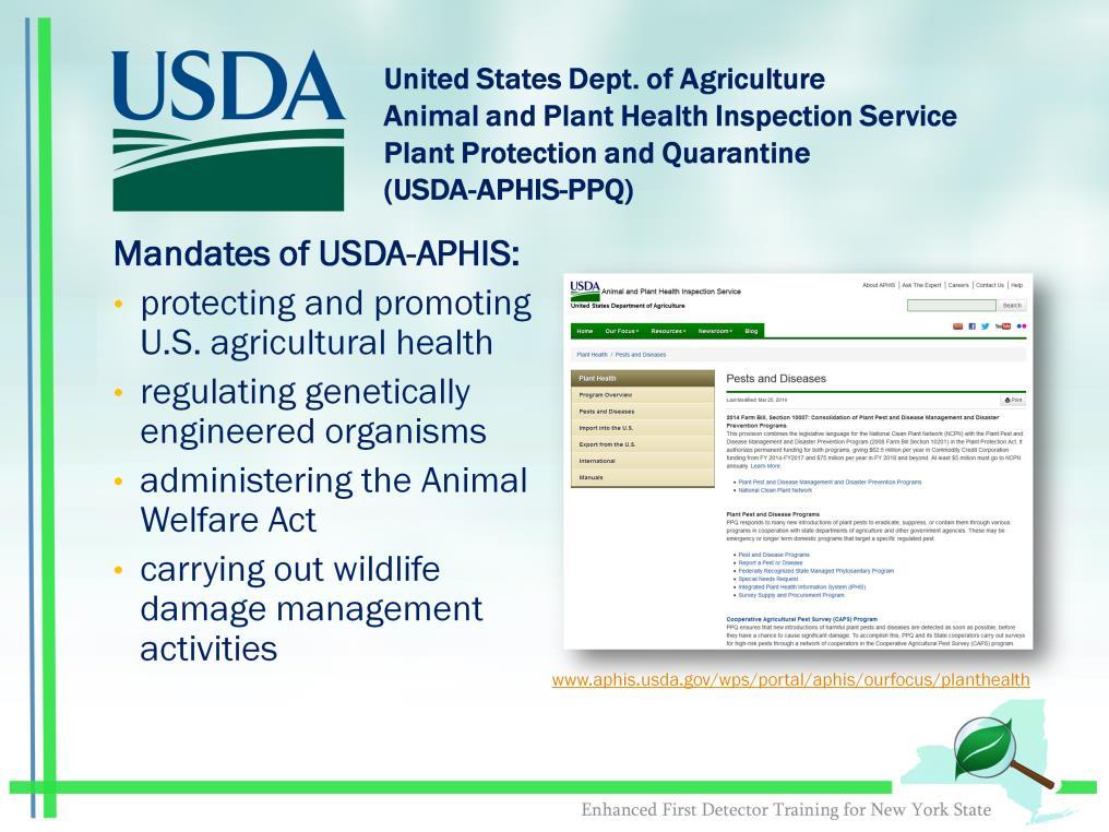 The United States Department of Agriculture has many agencies and offices that it manages. Many of those agencies and offices play important roles in various invasive species efforts.