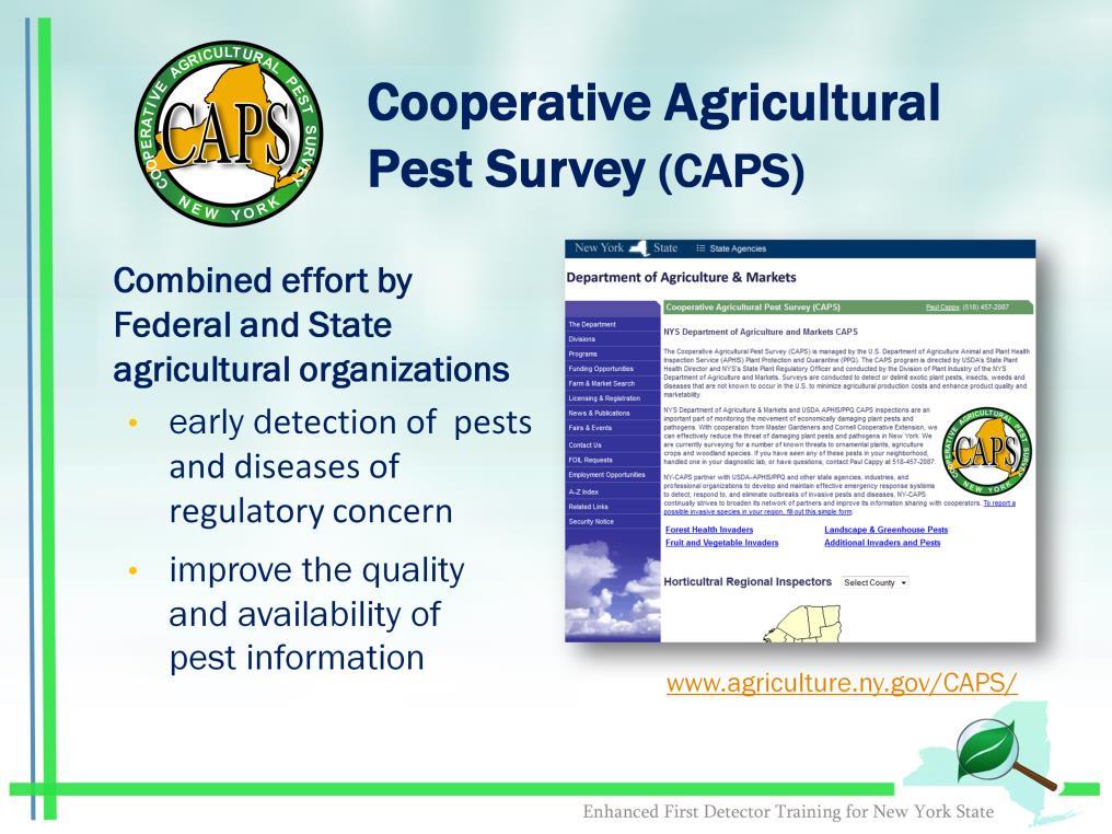 The Cooperative Agricultural Pest Survey Program (CAPS Program) is managed by USDA-APHIS Plant Protection and Quarantine (PPQ) and serves as a second line of defense against entry of harmful plant
