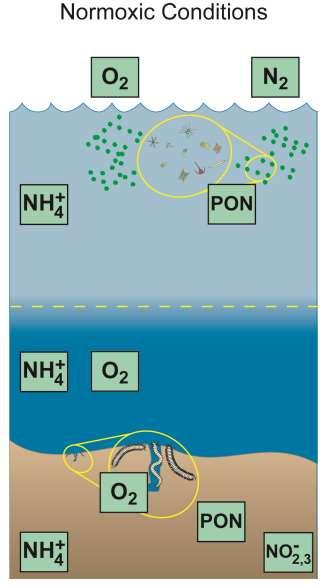 (NH 4 ) Anammox Denitrification Algae Algae X X H