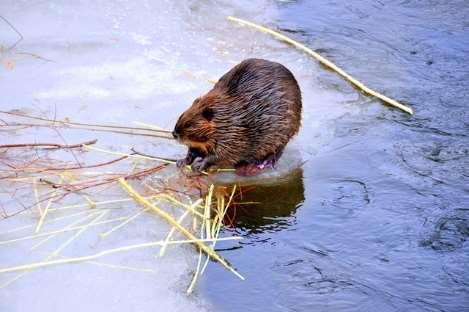 Paleoecologists tell us Beavers were a key species regulating water and nutrients Credit: Bert Drake Pre-colonial landscape had MANY WETLANDS BEAVERS were important for cleaning the water One to 5
