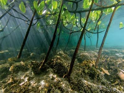 Ocean Carbon Changes in the open and coastal ocean I Mangrove: Joe Bunni Geographical scope/benefitting country(ies): Duration (in months): Name and unit of project officer Partner(s) institutions: