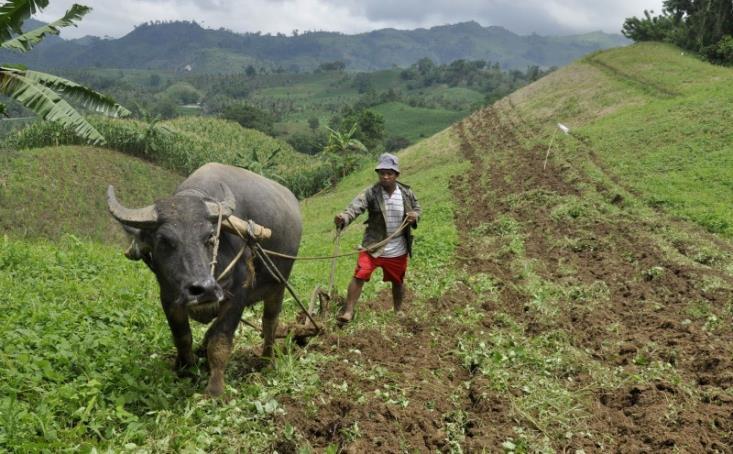 THE SHIFT: PHILIPPINE AGRICULTURE