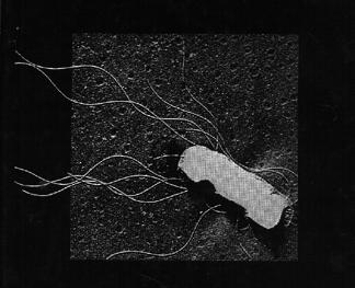 Contents of human excrements MICRO ORGANISM: 1 gram of faeces can contain: 10,000,000 viruses