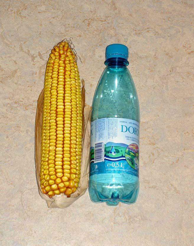increased corn harvest,