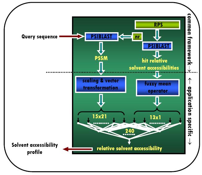 Figure 4.2: The block diagram of the MUPRED solvent accessibility prediction system. The profile of the query protein is first calculated and used to generate two feature sets.