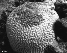 Effects of a Changing Ocean Effects on Us n Increase in ocean temperature à coral bleaching n Algae living within corals die.