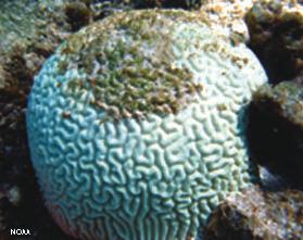 + Effects of a Changing Ocean n Increase in ocean temperature à coral bleaching n Algae living within corals die.