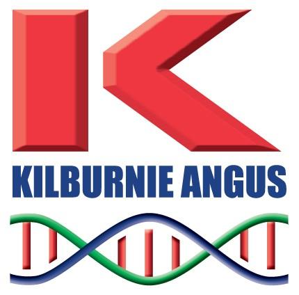 Kilburnie Angus High Indexing Angus Cattle Selected cows and heifers for Sale Donor Cows We flush our best cows in order to maximise the rate of genetic improvement in our herd.