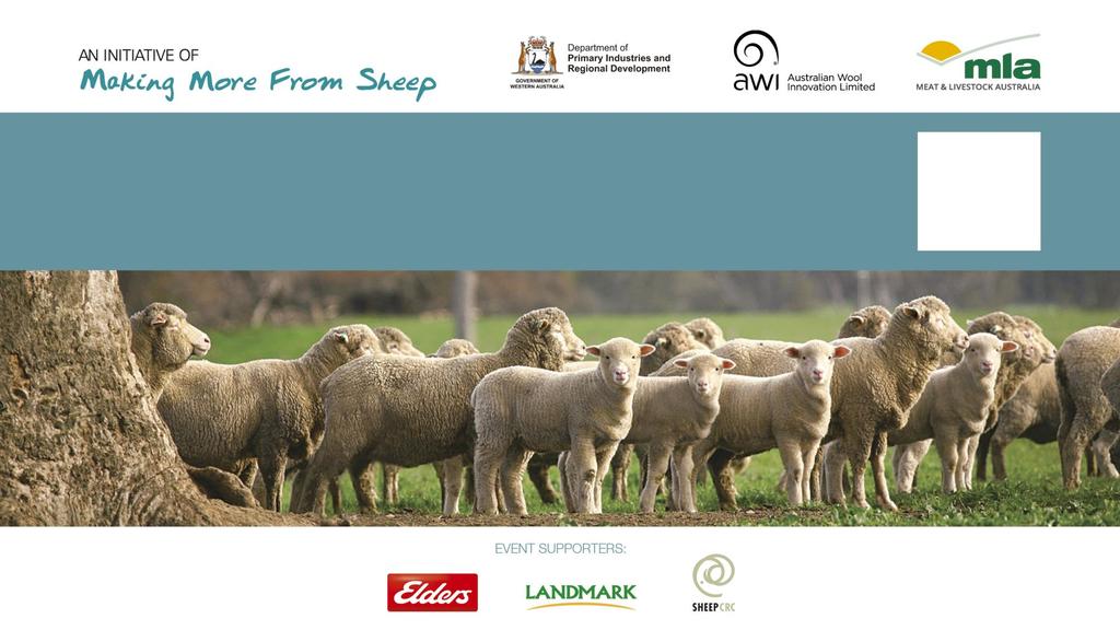 The business of sheep alternative