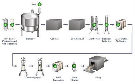 Production processes to be validated (1/2) All critical biological processes are subject to process validation.