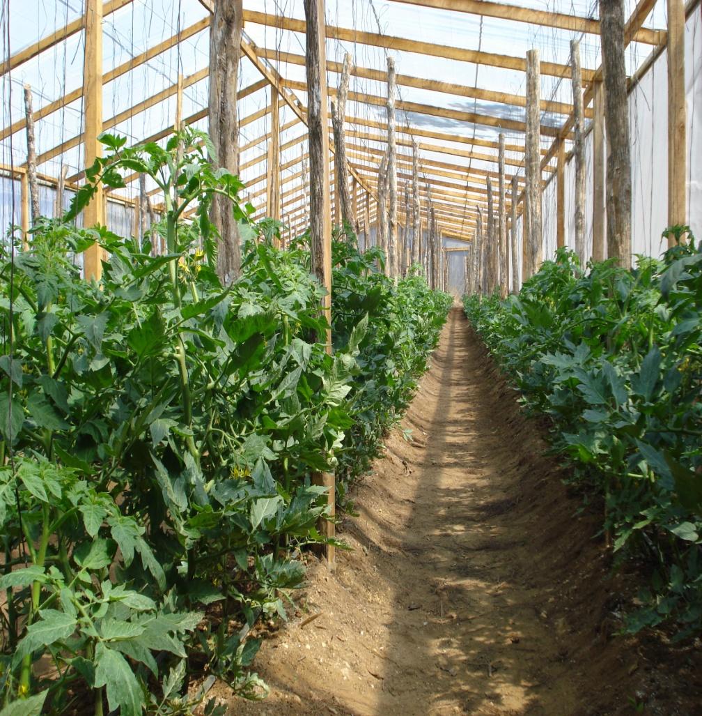 Developing Commercial Greenhouses in El Salvador Innovation and Scale Introduced low cost green houses for commercial tomato farming > UV plastic, anti-virus netting, and structural design Introduced