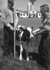 1 MONITORING DAIRY HEIFER GROWTH BODY CONDITION OF DAIRY HEIFERS Body condition scoring is an additional tool that can be used to evaluate the overall nutrition and management of a heifer program.