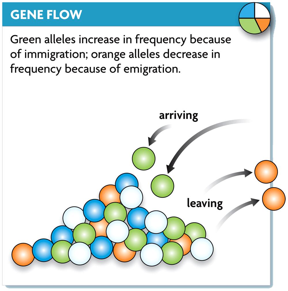 11.4 Hardy-Weinberg Equilibrium 2) Gene flow