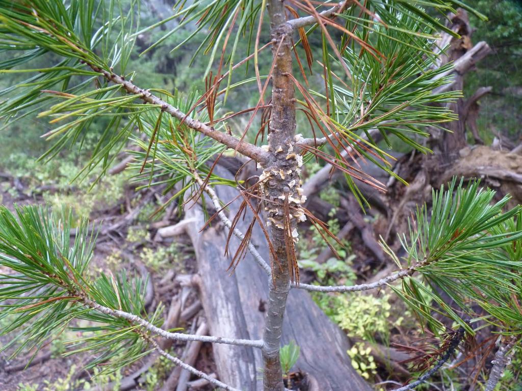 Blister rust on whitebark pine