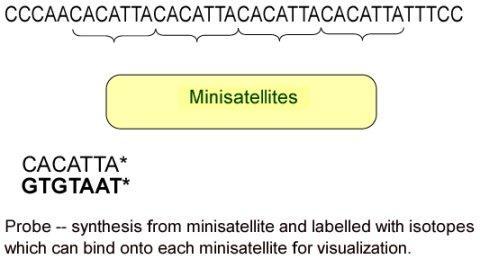 The different sequence segments that vary in size and composition and have no apparent function are called minisatellites The