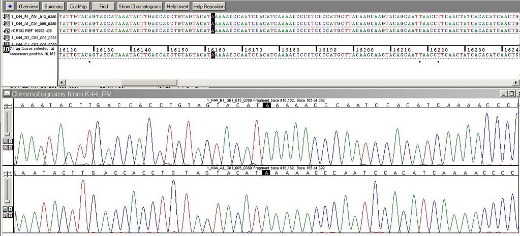 mtdna Sequence Analysis IMAGES