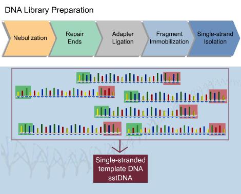 Bioanalyzer in Roche/454 GS FLX Workflow DNA Kit Family Validate DNA fragmentation (<