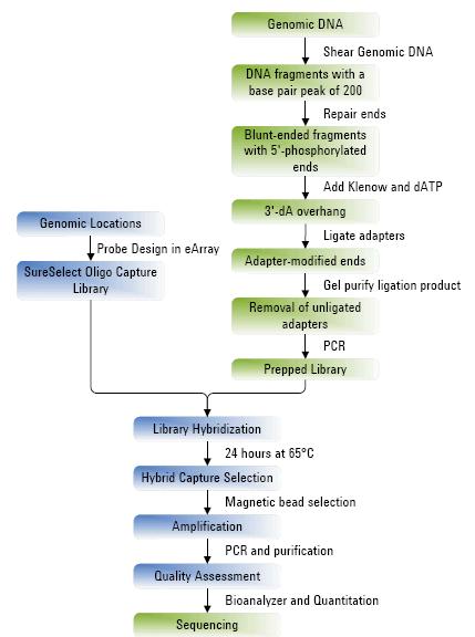SureSelect Overall Sequencing Sample Prep Workflow Check size distribution Agilent DNA 1000 kit