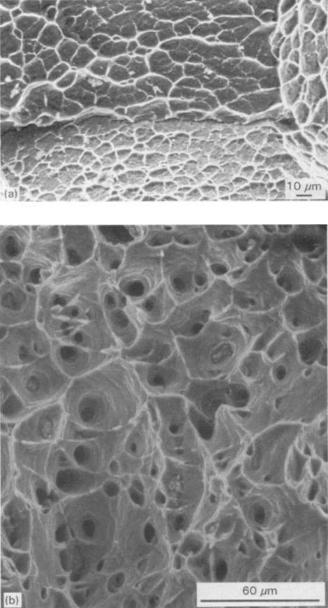 Figure 5 SEM micrographs of (a) 7039 at 98 MPa and 493 K and (b) 7075 A1 alloy at 74 MPa and 563 K. from an Arrhenius equation and creep parameters (strain, temperature, stress, structure factor).
