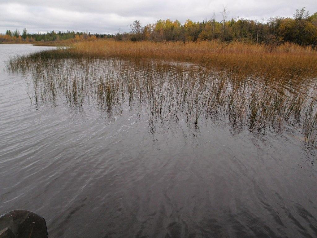 Aquatic Habitat in Reed Lake (Looking West) Photograph S124.