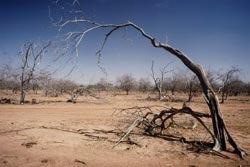 Desertification Removing ground cover and degrading fertile land initiates desertification Water washes away nutrients, the land becomes
