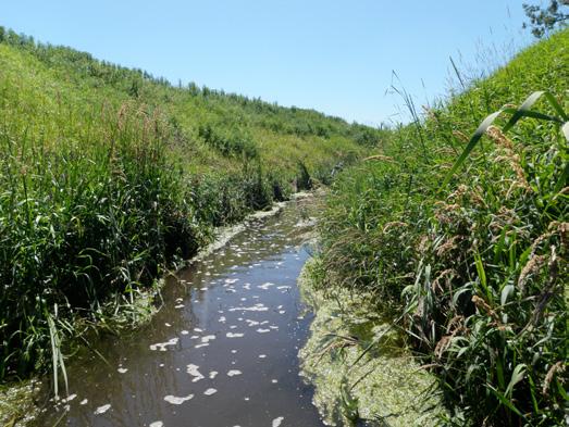 The buffer zone of this stream is in poor condition and dominated by row-crop agriculture.
