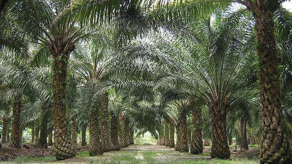 ENVIRONMENTAL SOCIAL AND HEALTH IMPACT ASSESSMENT FOR THE ESTABLISHMENT OF OIL PALM AND RUBBER ESTATES IN THE MALEN REGION,
