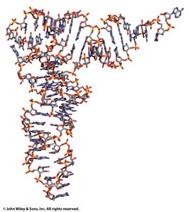 RNA Structure RNA/DNA hybrid trna RNA Structure,
