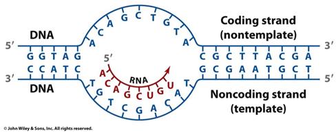 Central Dogma Transcription RNA polymerase 5 to 3 growth