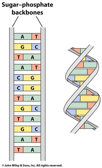 Double Helix B DNA Chargoff s Rule Antiparallel Right handed twist ladder Complementary Base