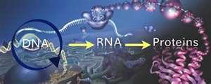 Genes are coded DNA instructions that control the production of proteins within a cell.
