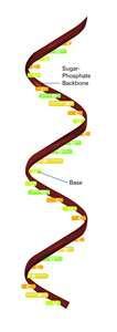 RNA has three Main Differences from DNA Single strand Sugar is
