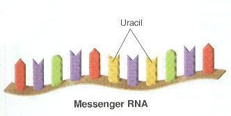 RNA is present in 3 types or forms in our cell. Each has its own function.